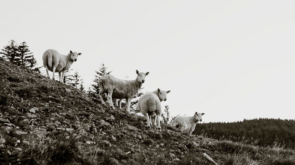 Nature computer wallpaper, sheep on a hill