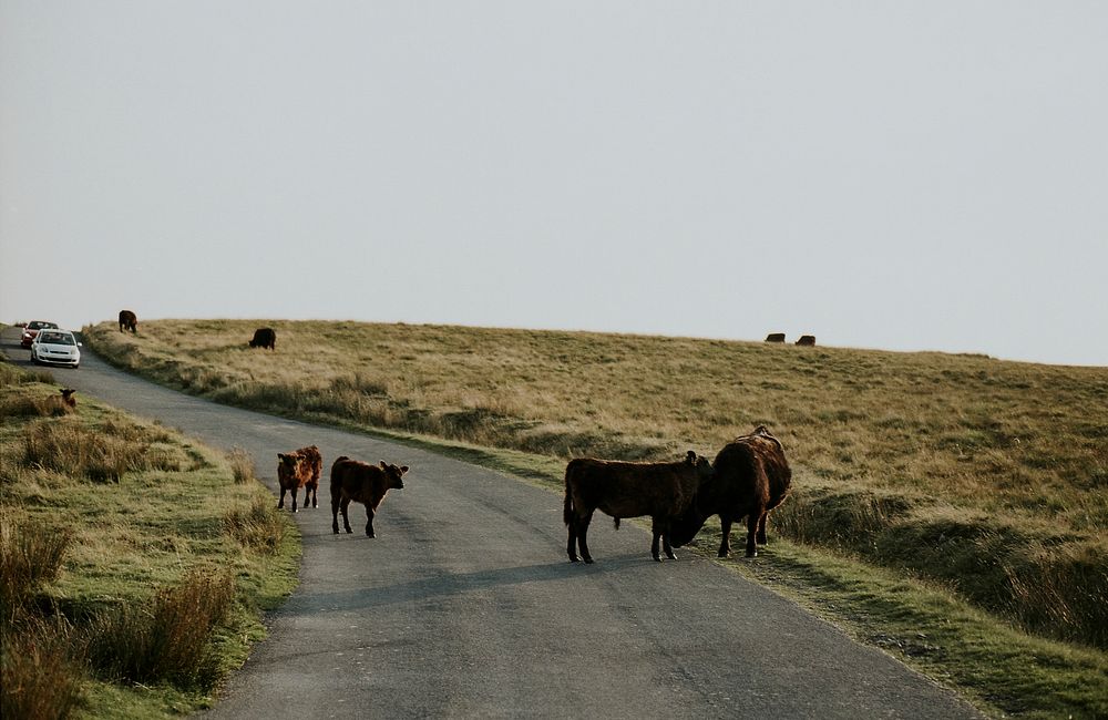 Cattle on road, Scottish Highlands