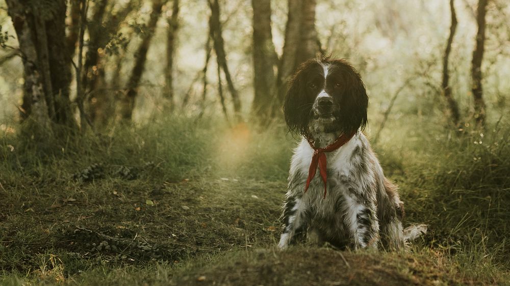 Dog desktop wallpaper, English Springer Spaniel at Fairy Pools at Isle of Skye, Scotland