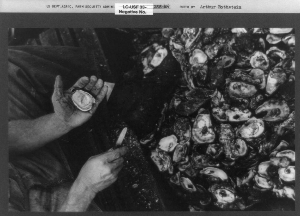 Shucking oysters, Bivalve, New Jersey. Sourced from the Library of Congress.