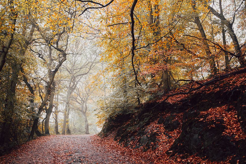 A view of a walking path at The Wrekin hill in England. Original public domain image from Wikimedia Commons