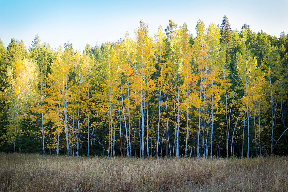 Bright yellow and green birch trees line the edge of a forest in Leavenworth. Original public domain image from Wikimedia…