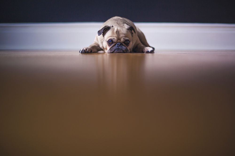Fawn pug lying on the floor. Original public domain image from Wikimedia Commons