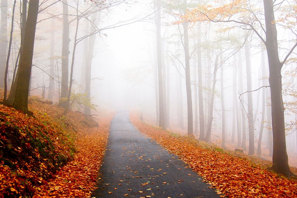A foggy, mountain road full of fall foliage and red and orange leaves on the trees and ground. Original public domain image…
