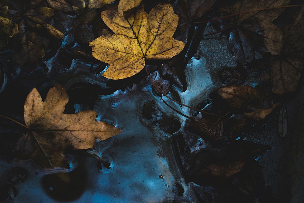 Dry leaves on the water. Original public domain image from Wikimedia Commons