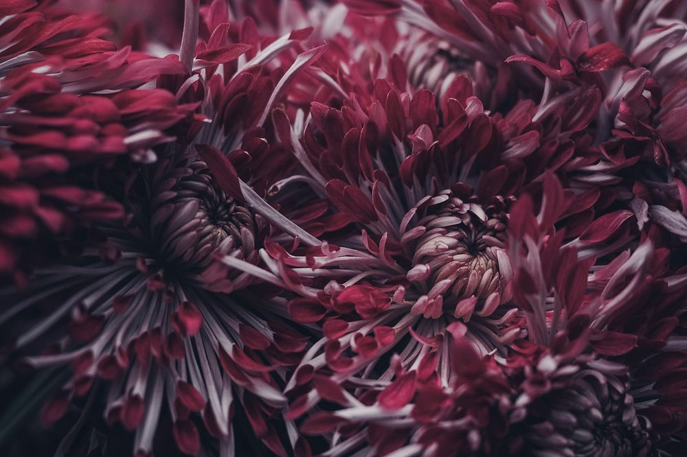 A macro shot of cherry red chrysanthemum flowers. Original public domain image from Wikimedia Commons