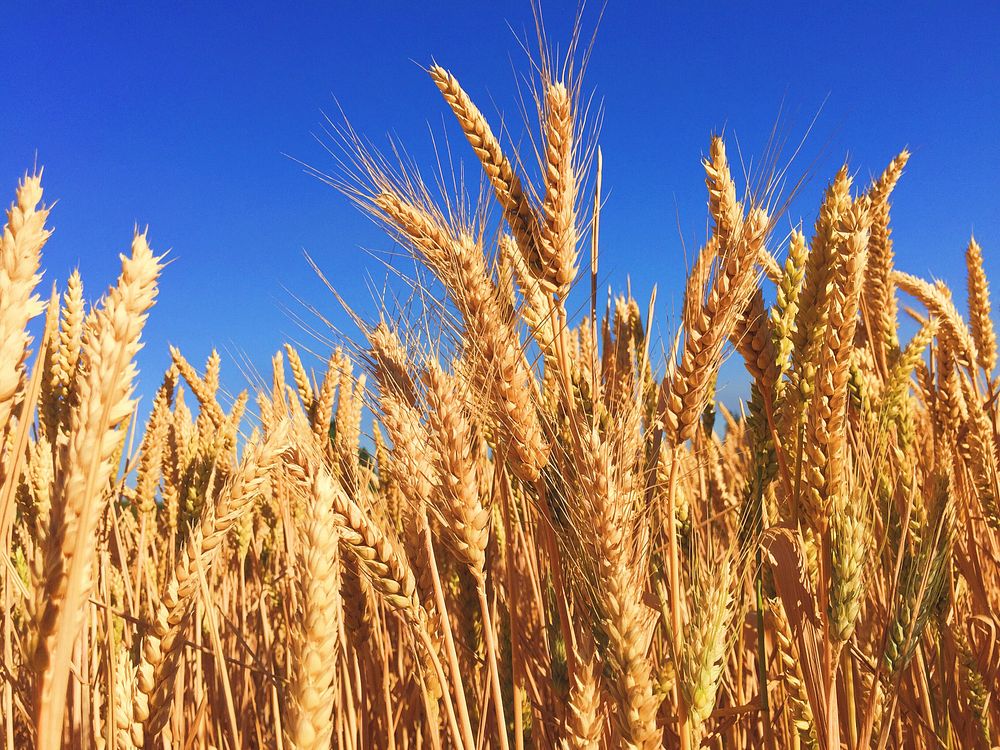 Wheat field. Original public domain image from Wikimedia Commons