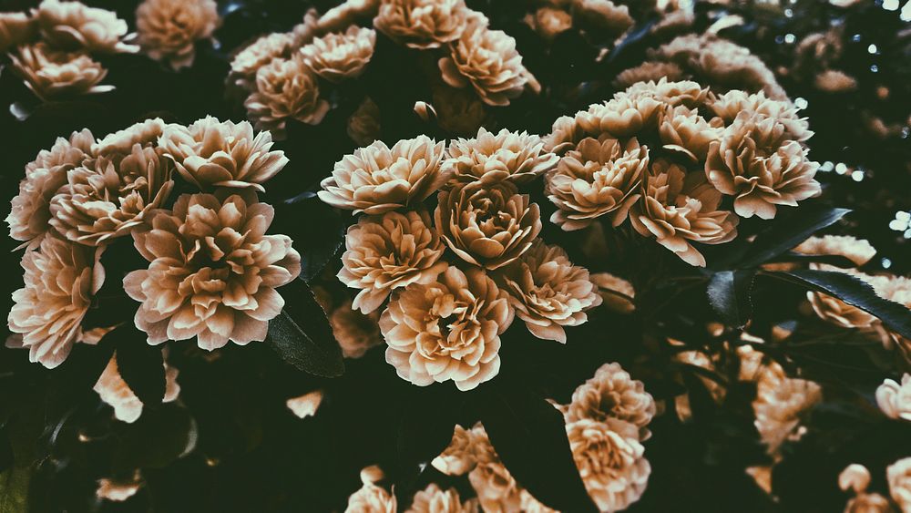 A desaturated shot of large rose-like flowers. Original public domain image from Wikimedia Commons