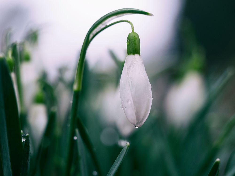 A closed white snowdrop flower hanging down from a stem with water droplets on its petals. Original public domain image from…