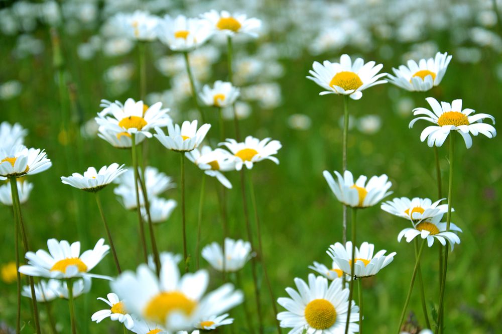 Daisy flowers in the field. Original public domain image from Wikimedia Commons