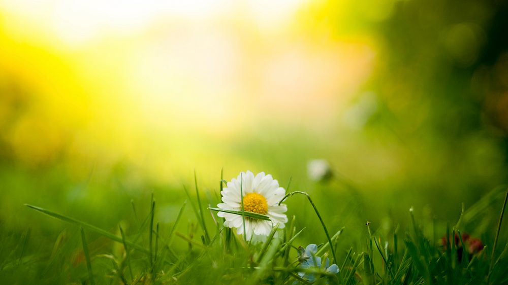 Close-up of a white daisy in a patch of grass. Original public domain image from Wikimedia Commons