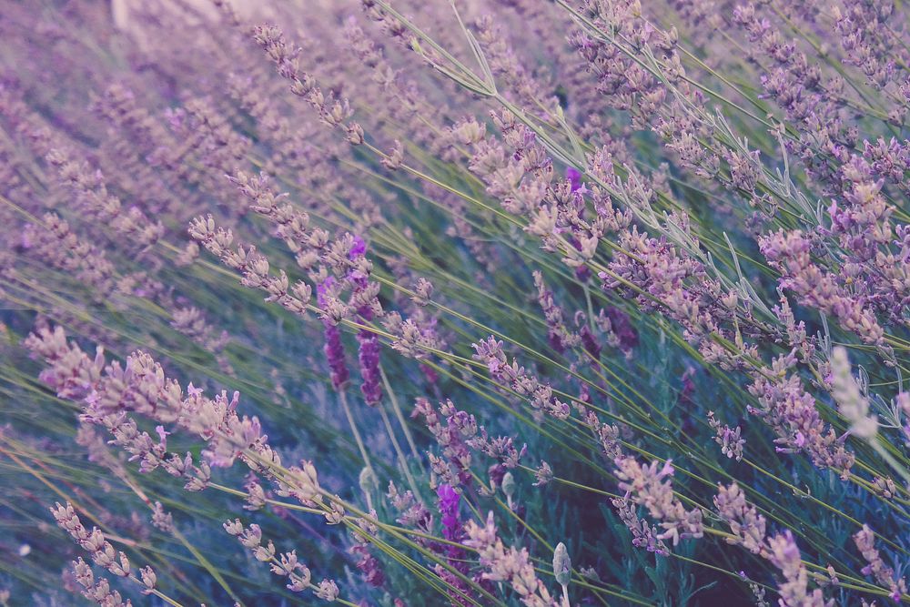 Tall lavender plants swaying in the wind. Original public domain image from Wikimedia Commons