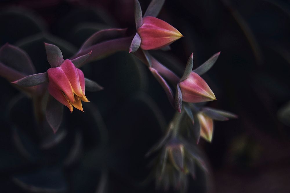 Close-up of small red and yellow flower buds slowly opening up. Original public domain image from Wikimedia Commons