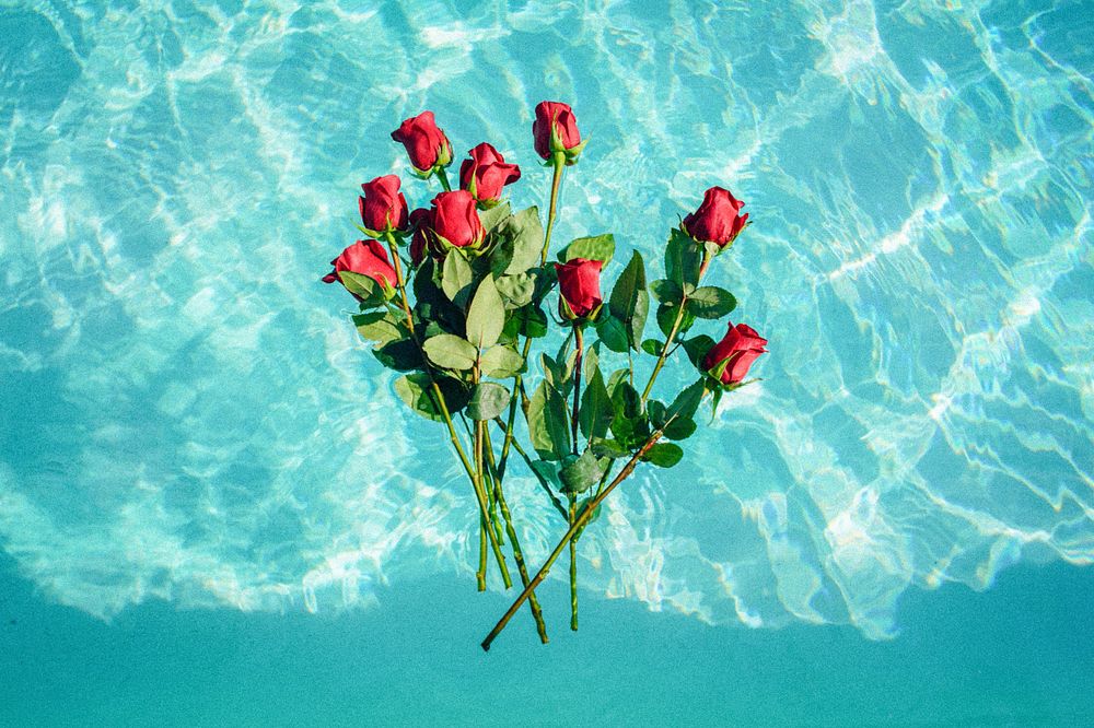 Red roses on teal background. Original public domain image from Wikimedia Commons