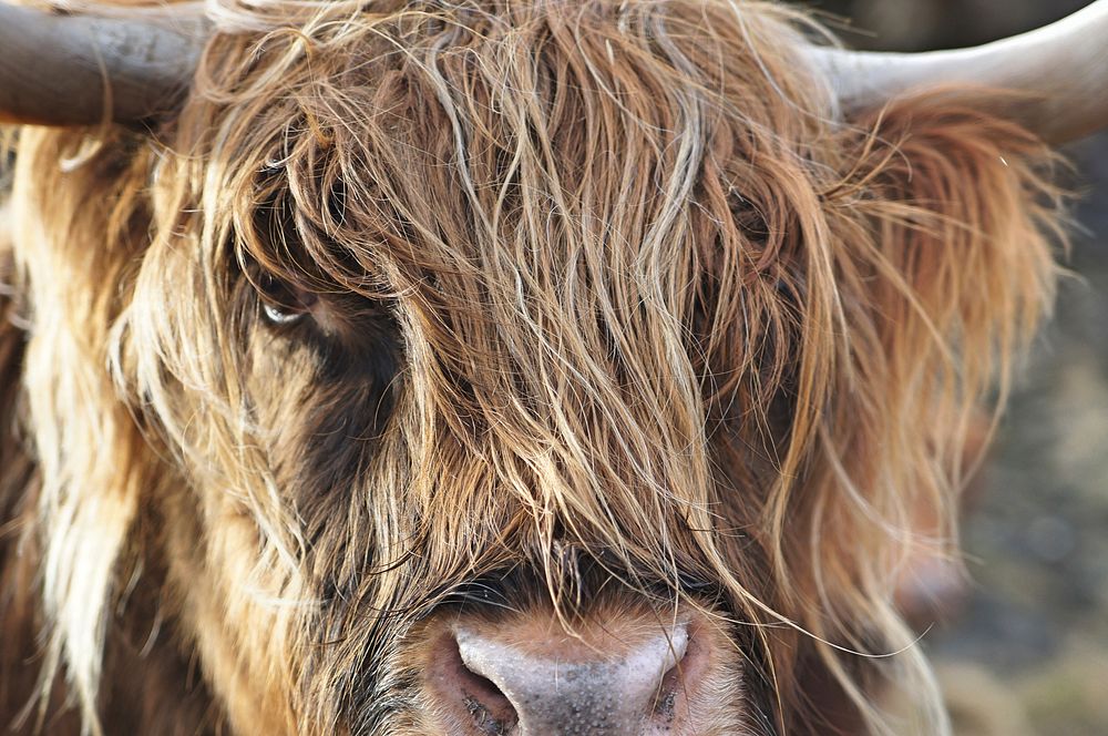 Face to face with a highland cow in Elgol, United Kingdom. Original public domain image from Wikimedia Commons