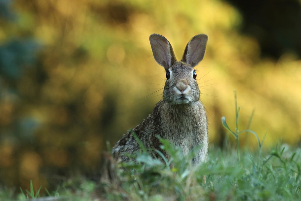 Bunny in a field. Original public domain image from Wikimedia Commons