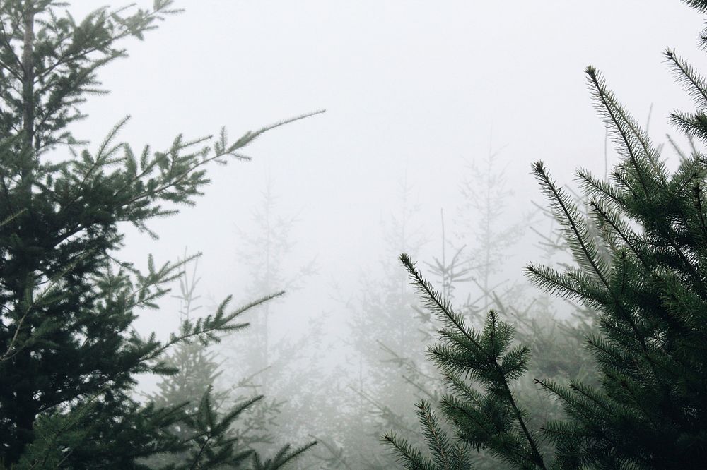 White mist around green conifer branches. Original public domain image from Wikimedia Commons
