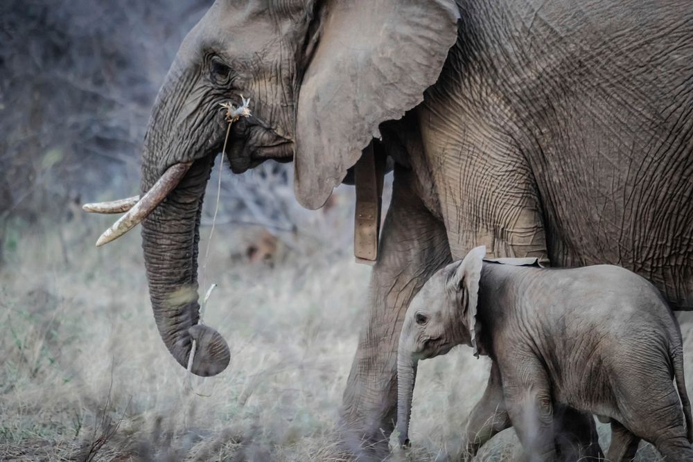 An elephant with ivory tusks walking next to a baby elephant in the wild. Original public domain image from Wikimedia Commons