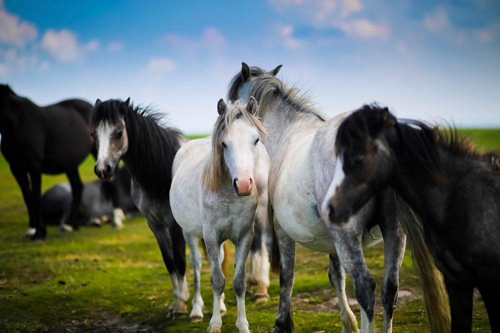 A herd of grey and white horses on a green pasture in Wales. Original public domain image from Wikimedia Commons