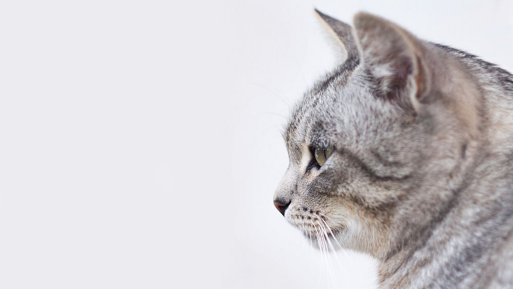 Gray and white tabby cat. Original public domain image from Wikimedia Commons