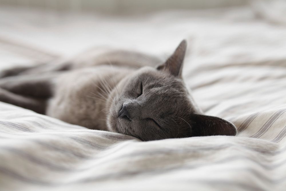 Russian blue cat sleeping on a bed. Original public domain image from Wikimedia Commons