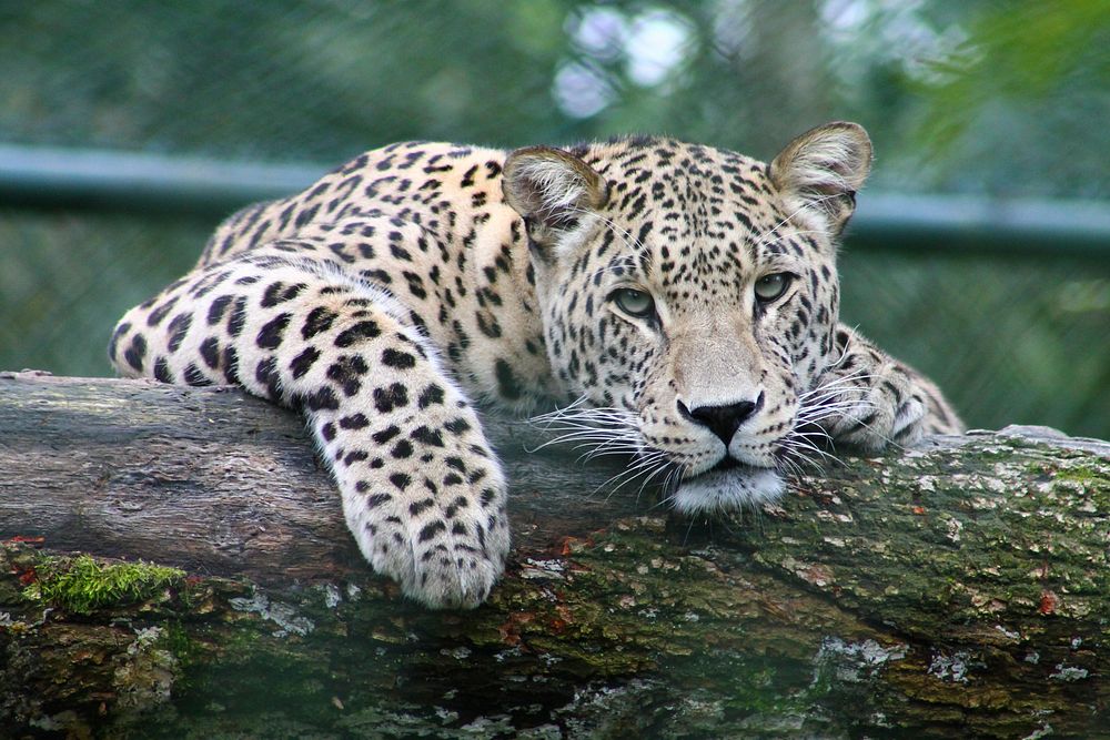 A leopard dangling its arms over a log. Original public domain image from Wikimedia Commons
