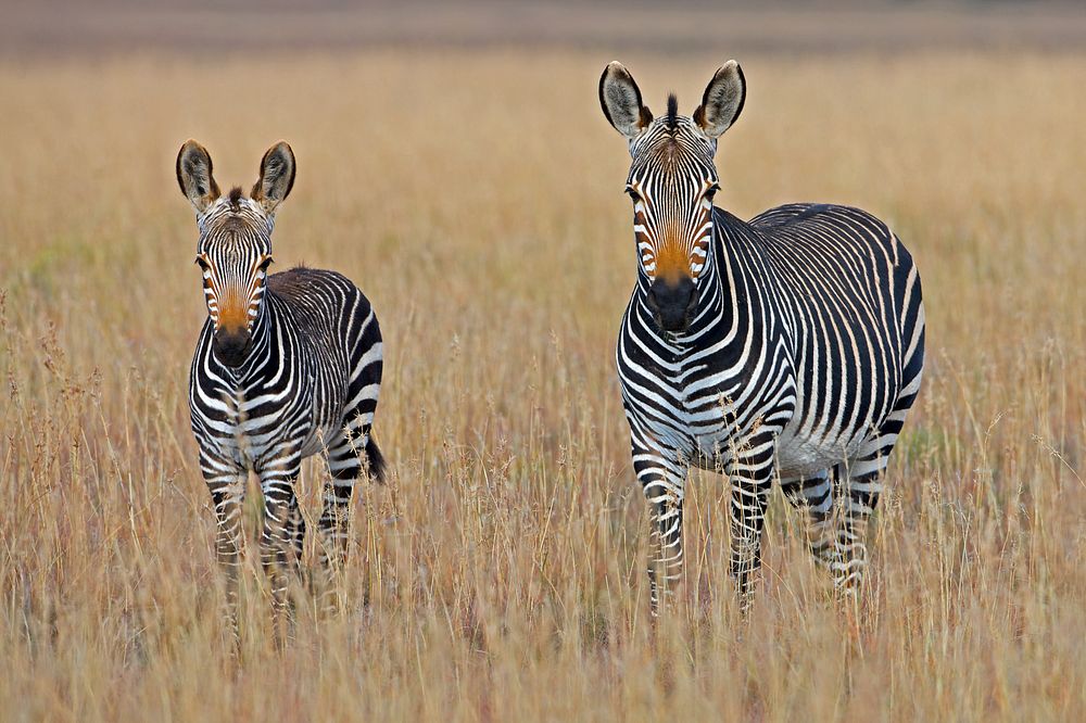 Family of zebra stand in a grassy savanna. Original public domain image from Wikimedia Commons