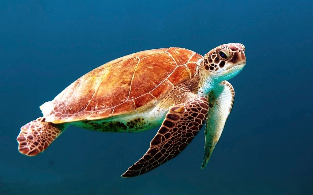 Sea turtle in the ocean. Original public domain image from Wikimedia Commons