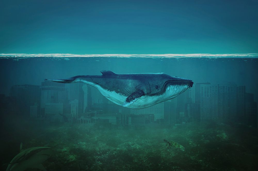 Blue Whale painting. Original public domain image from Wikimedia Commons