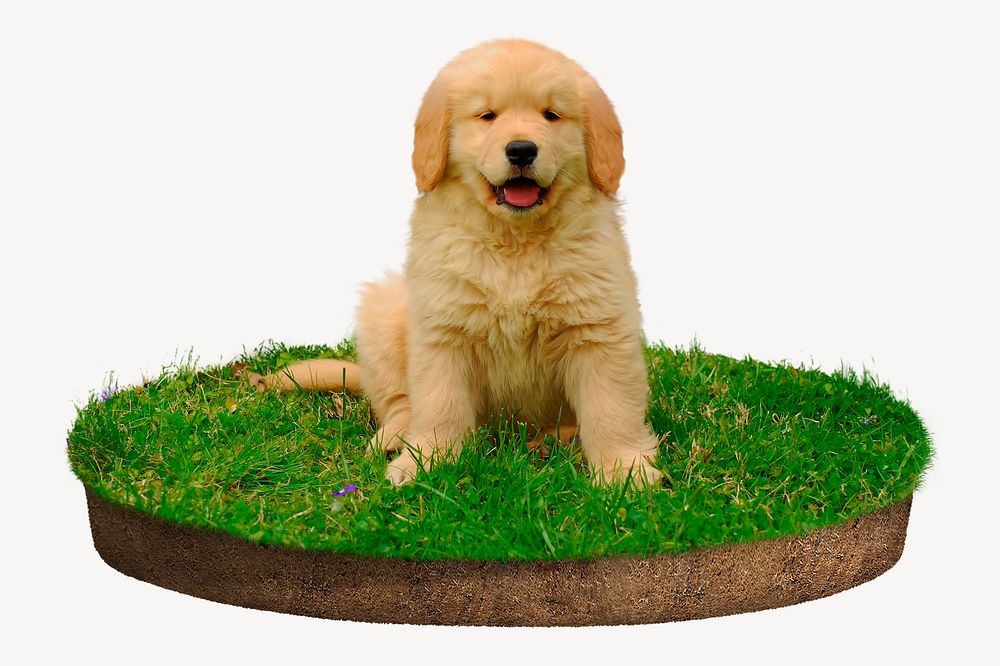 Golden Retriever puppy sticker, animal photo on white background