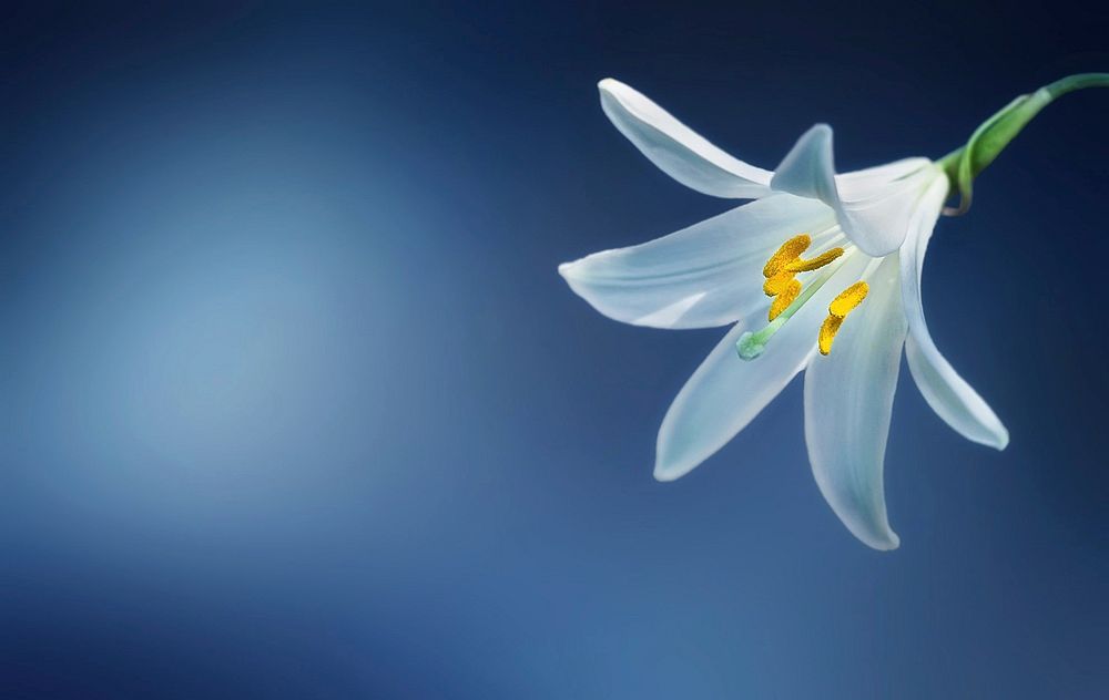 Madonna Lily is a majestic lily with long white trumpets. Original public domain image from Wikimedia Commons