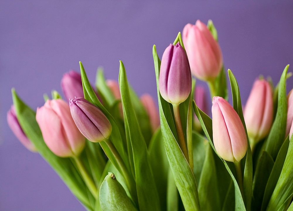 Tulip. Original public domain image from Wikimedia Commons