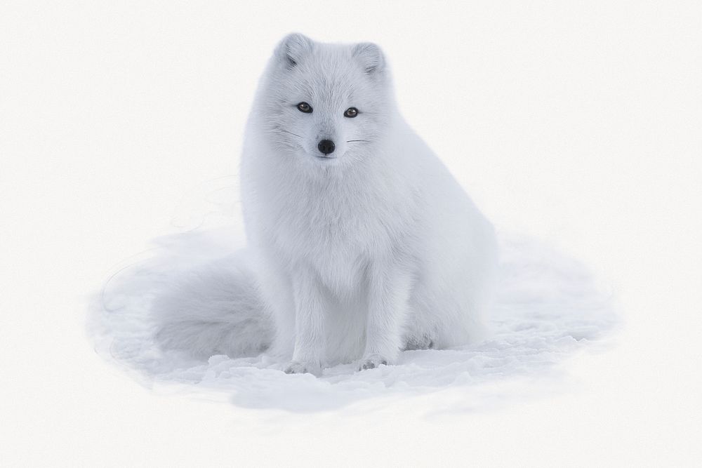 Arctic fox sticker, animal photo | Free PSD - rawpixel