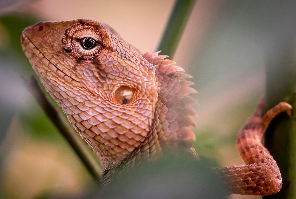 Closeup of an Iguana