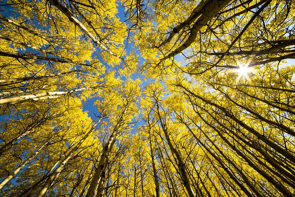 Aspen Grove Sunburst. Original public domain image from Flickr
