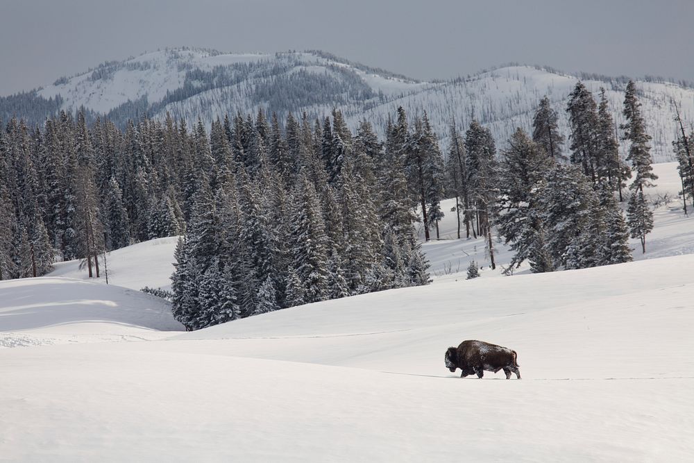 Bison bull, Blacktail Deer Plateau. Original public domain image from Flickr
