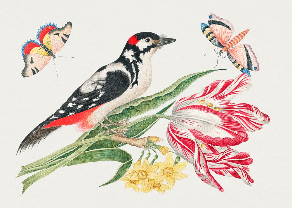 The 18th century illustration of a black and white mottled bird on tulip stem with daffodils and butterflies. Original from…