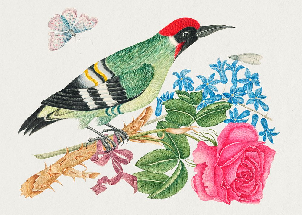 The 18th century illustration of a European green woodpecker on a branch with rose and forget me nots. Original from The…