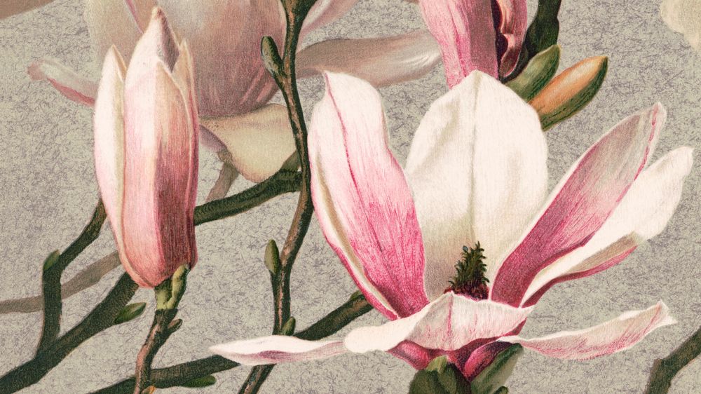 Vintage flower desktop wallpaper, background painting, Magnolia, remix from the artwork of L. Prang & Co.