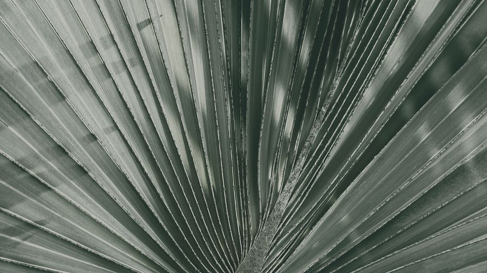 Nature desktop wallpaper background, fan palm leaf