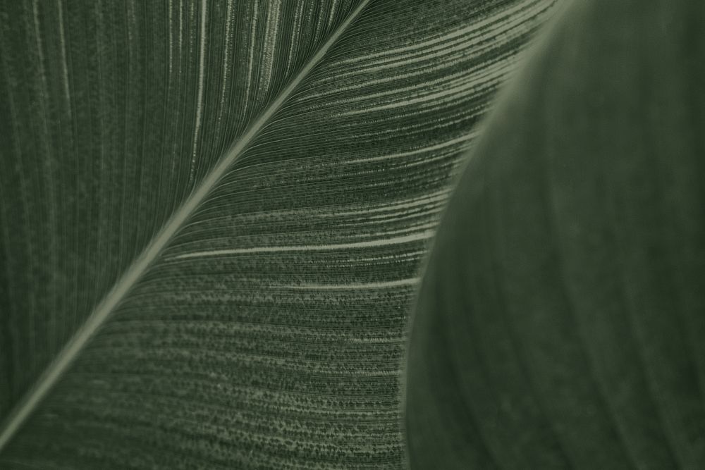 Close up of green Cigar flower leaves
