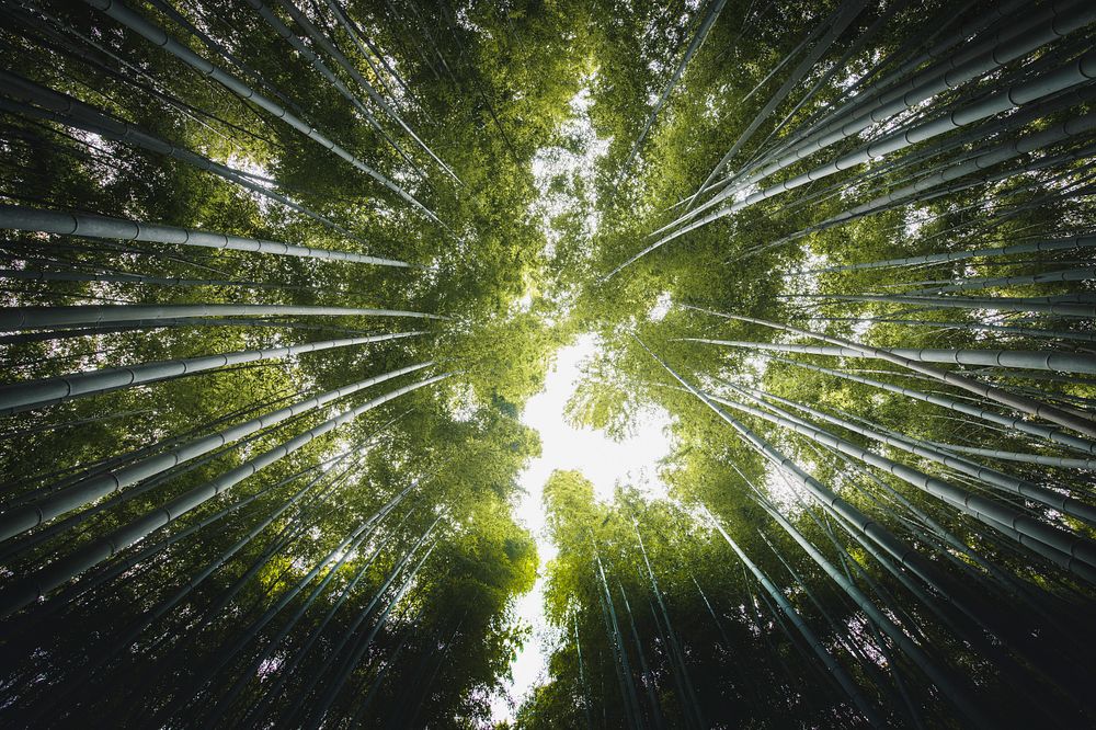 Bamboo forest in Arashiyama, Japan