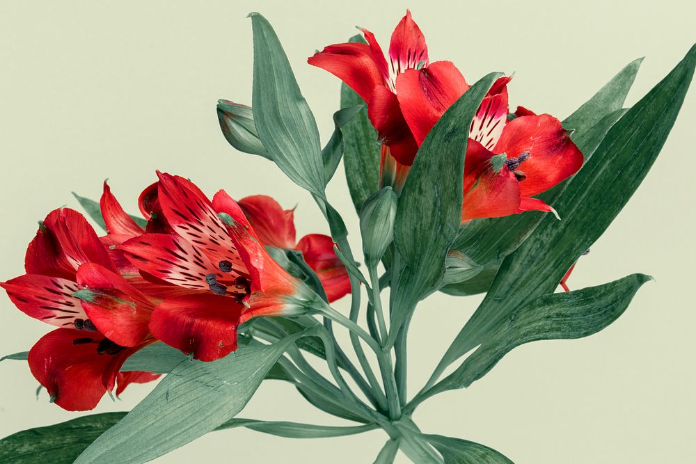 Peruvian Lily Leaves Images | Free Photos, PNG Stickers, Wallpapers