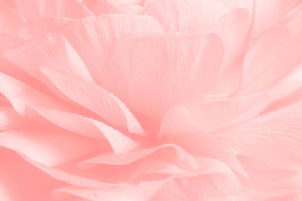 Pink ranunculus flower macro photography 