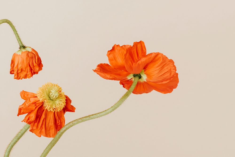 Close up of red poppy flowers wallpaper