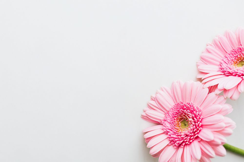 Single light pink Gerbera daisy flower on gray background 