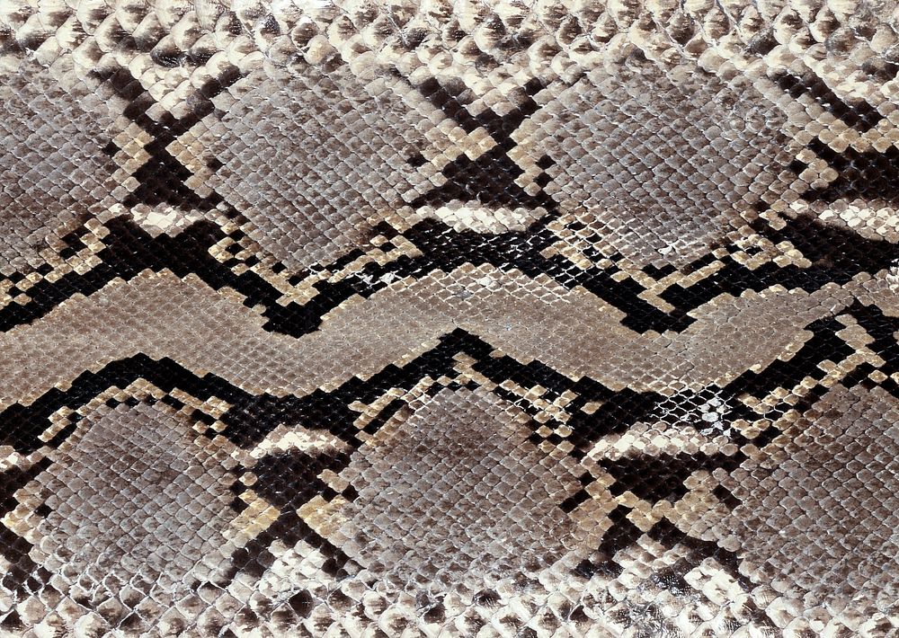 Tan Snake Free Stock Photo - Public Domain Pictures Snake free, Snake skin patte