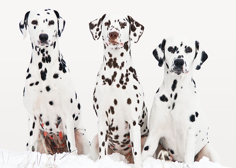 Dalmatian dogs sticker, animal photo on white background