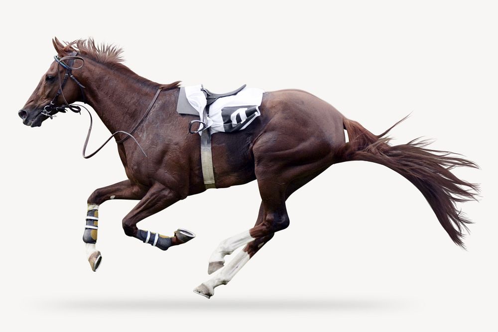 Race horse sticker, animal isolated image psd