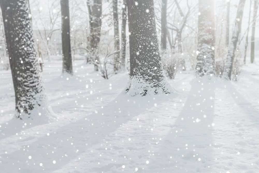 Sunbeam through the snowy forest